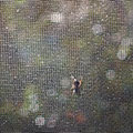 Fliege auf Gaze